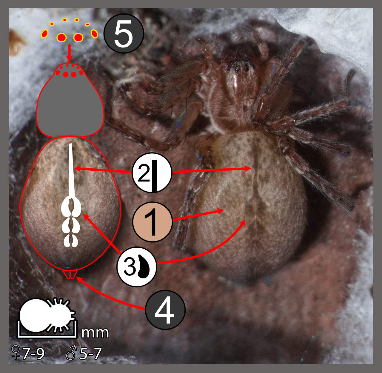 Anyphaena alboirrorata Anyphaena alboirrorata Identifier un arachnide