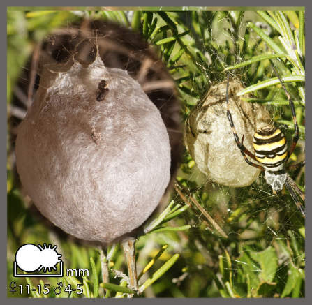 Argiope frelon