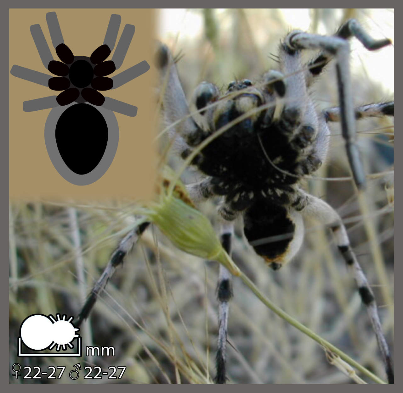 Lycose de Narbonne Lycosa tarantula Identifier un arachnide — free download