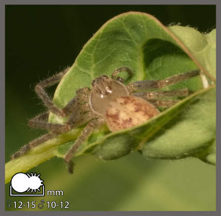 Olios argelasius
