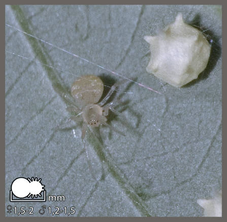 Paidiscura pallens - Paidiscura pallens