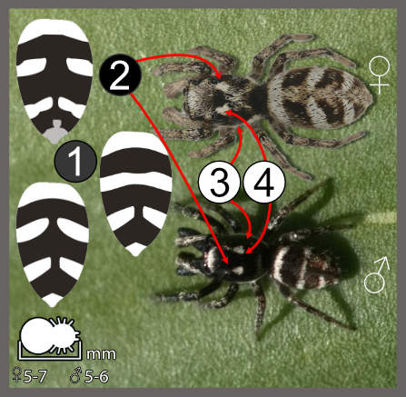 Salticus scenicus