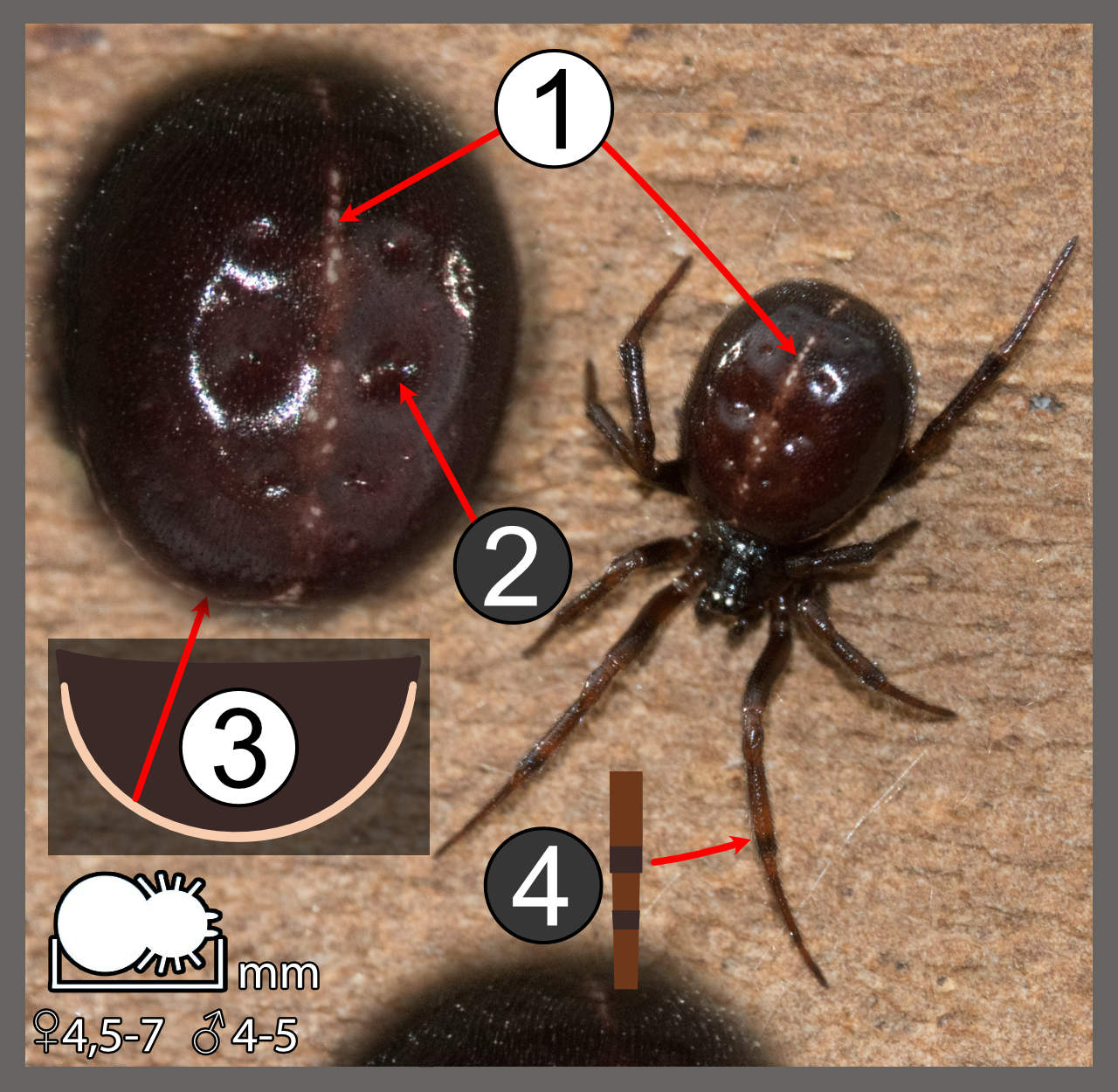 Steatoda bipunctata Steatoda bipunctata Identifier un arachnide