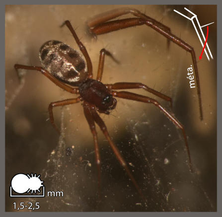 Tenuiphantes - Tenuiphantes sp.