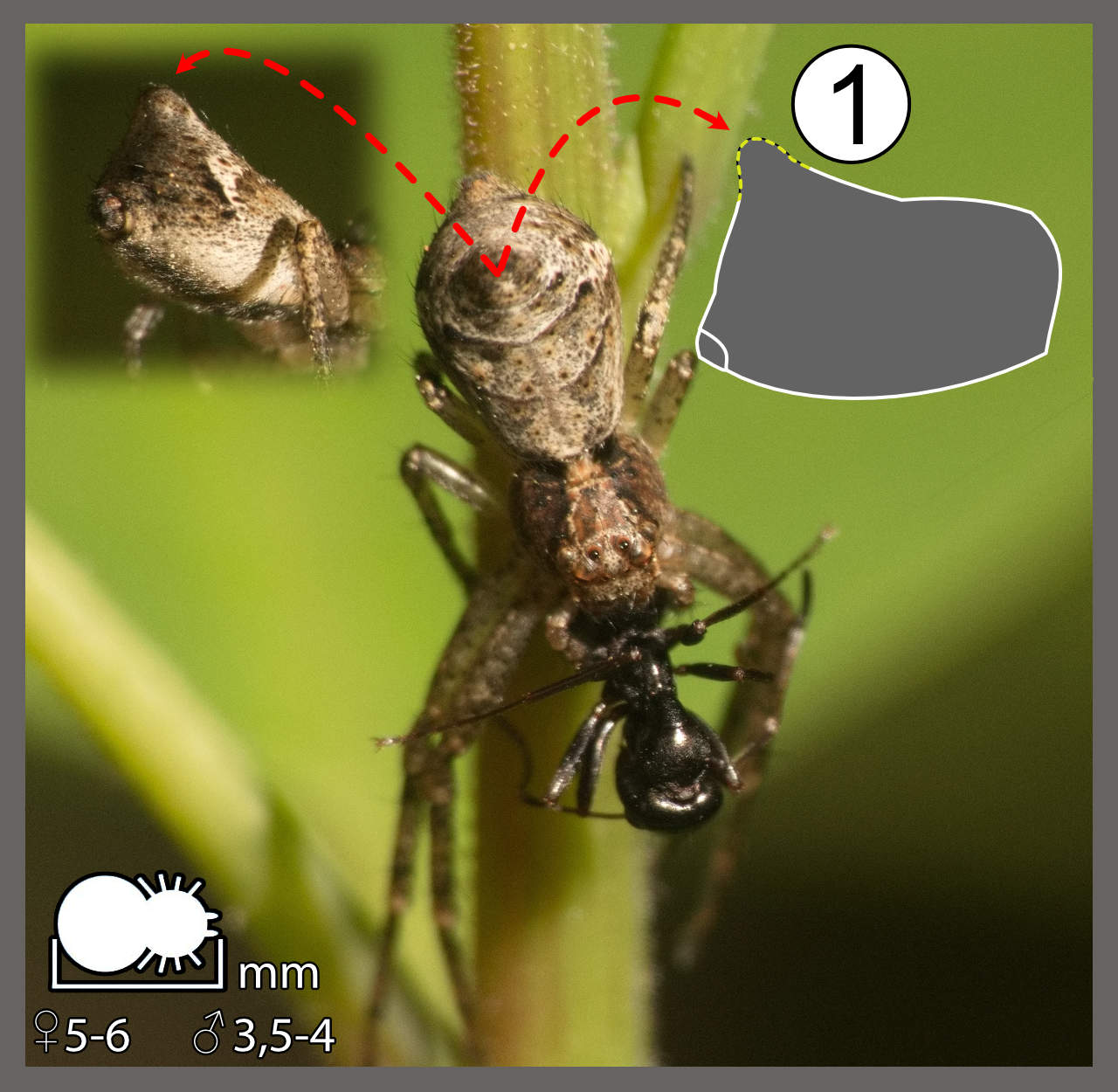 Tmarus Tmarus sp. Identifier un arachnide
