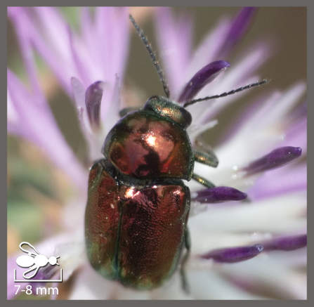 Cryptocephalus globicollis - Cryptocephalus globicollis