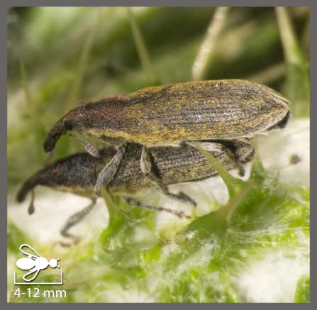 Lixe filiforme - Lixus filiformis