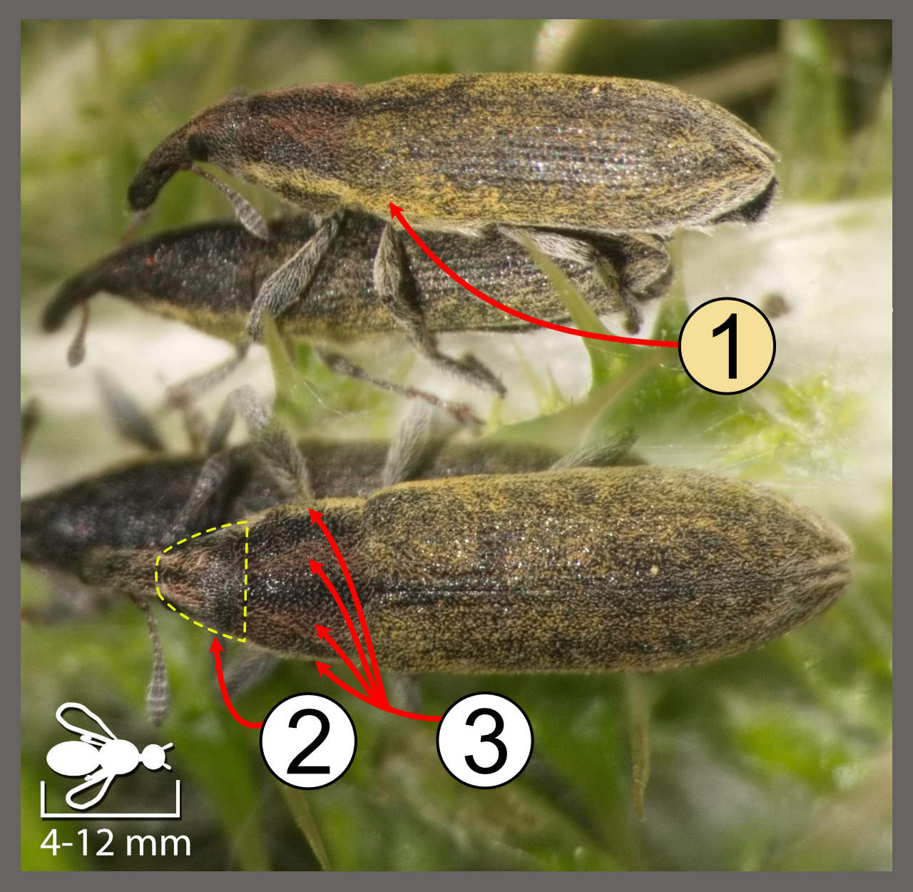 Lixus filiformis