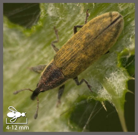 Lixe filiforme
