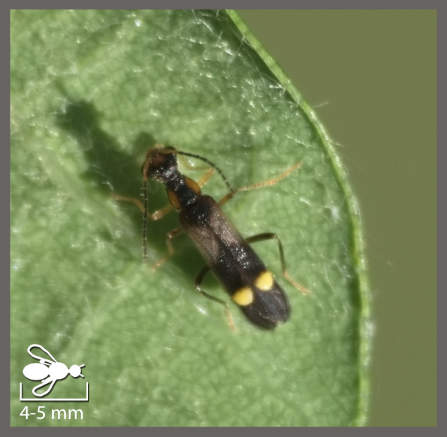 Malthinus balteatus - Malthinus balteatus