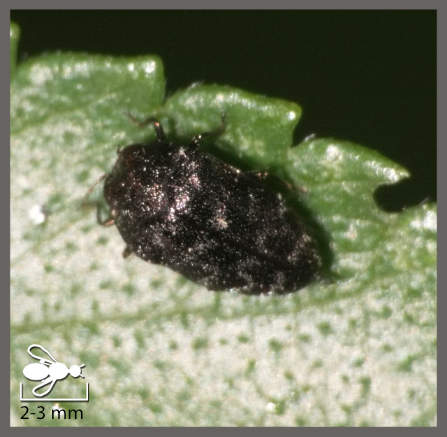 Petit Richard - Trachys minutus