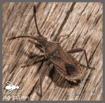 Coriomeris hirticornis - Coriomeris hirticornis