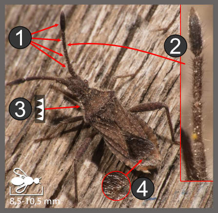 Coriomeris hirticornis