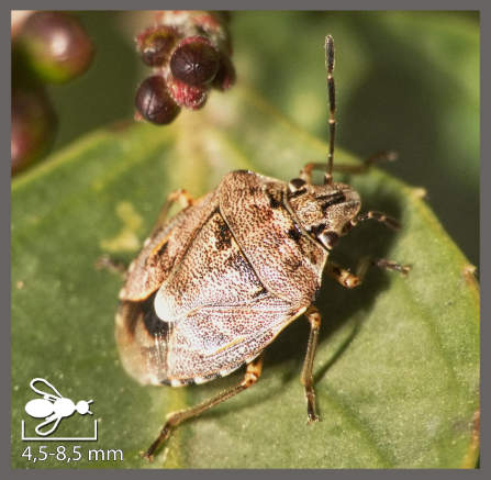 Punaise des Pins - Holcogaster fibulata