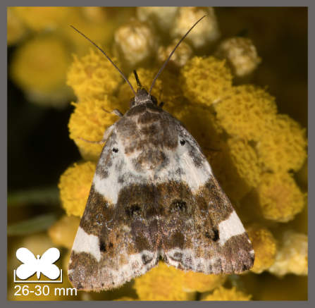 Acontia lucida