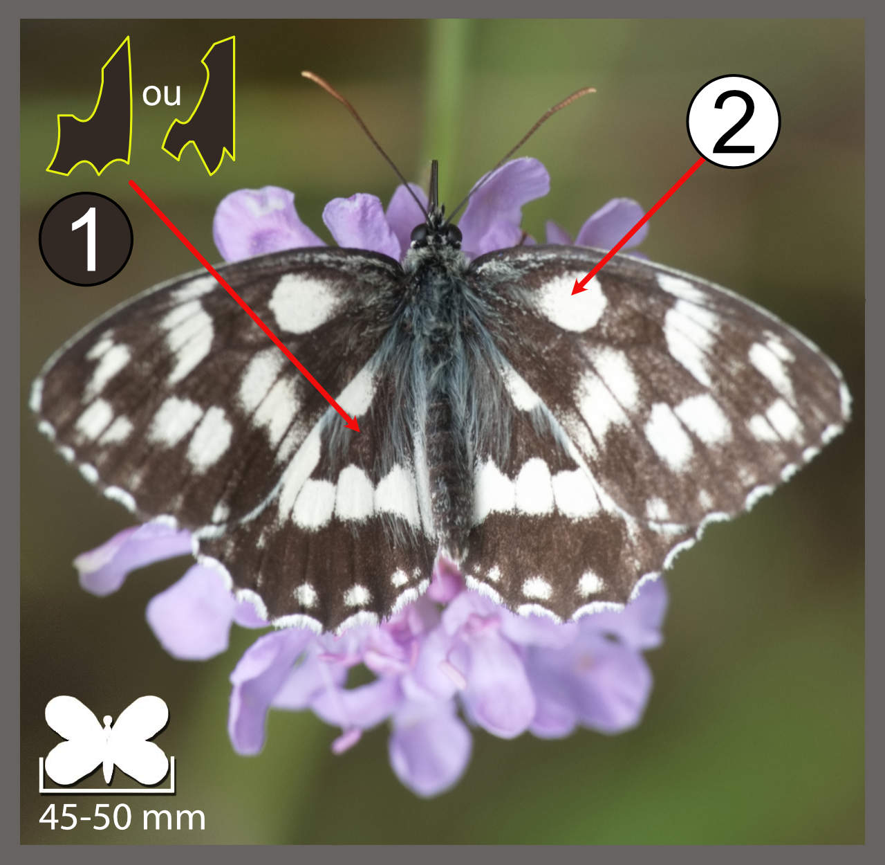 Demi Deuil Melanargia Galathea Identifier Un Insecte demi-deuil-melanargia-galathea-identifier-un-insecte