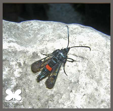 Sésie du pommier - Synanthedon myopaeformis