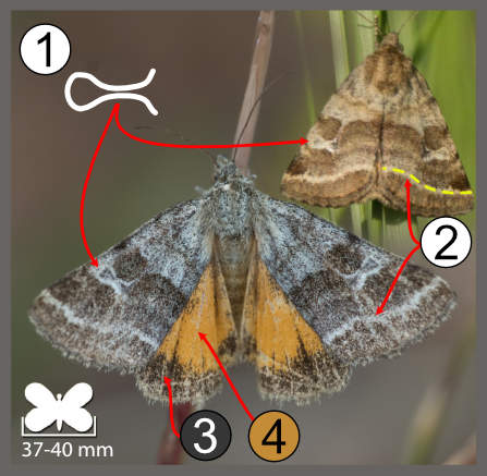 Synthymia fixa