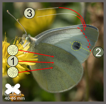 Pieris mannii