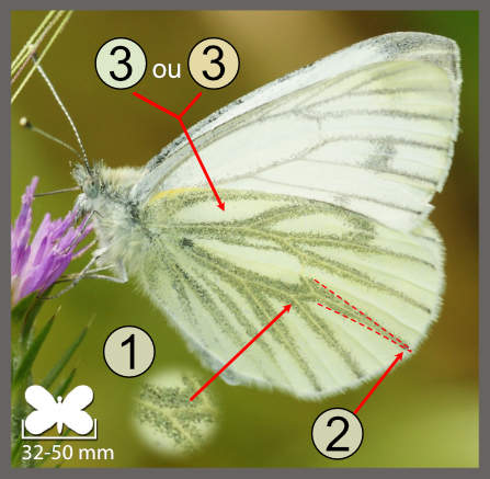 Pieris napi