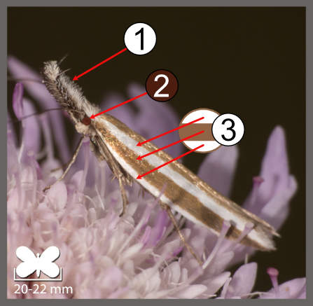 Pleurota aristella