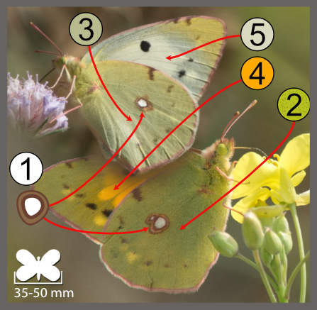 Colias sp.