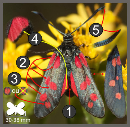 Zygaena filipendulae