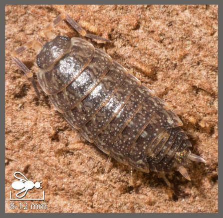 Acaeroplastes melanurus