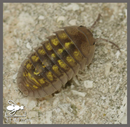 Armadillidium granulatum