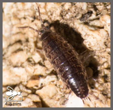 Chaetophiloscia sicula