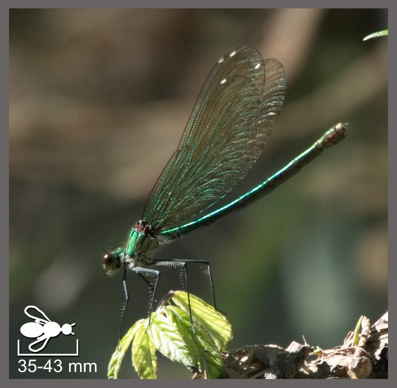 Calopt ryx clatant Calopteryx Splendens Identifier Un Insecte Calopt ryx clatant Calopteryx Splendens Identifier Un Insecte