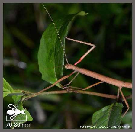 Phasme morose - Carausius morosus