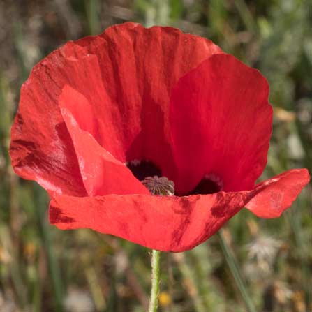 Le Coquelicot