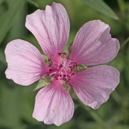 Les Mauves et Guimauves