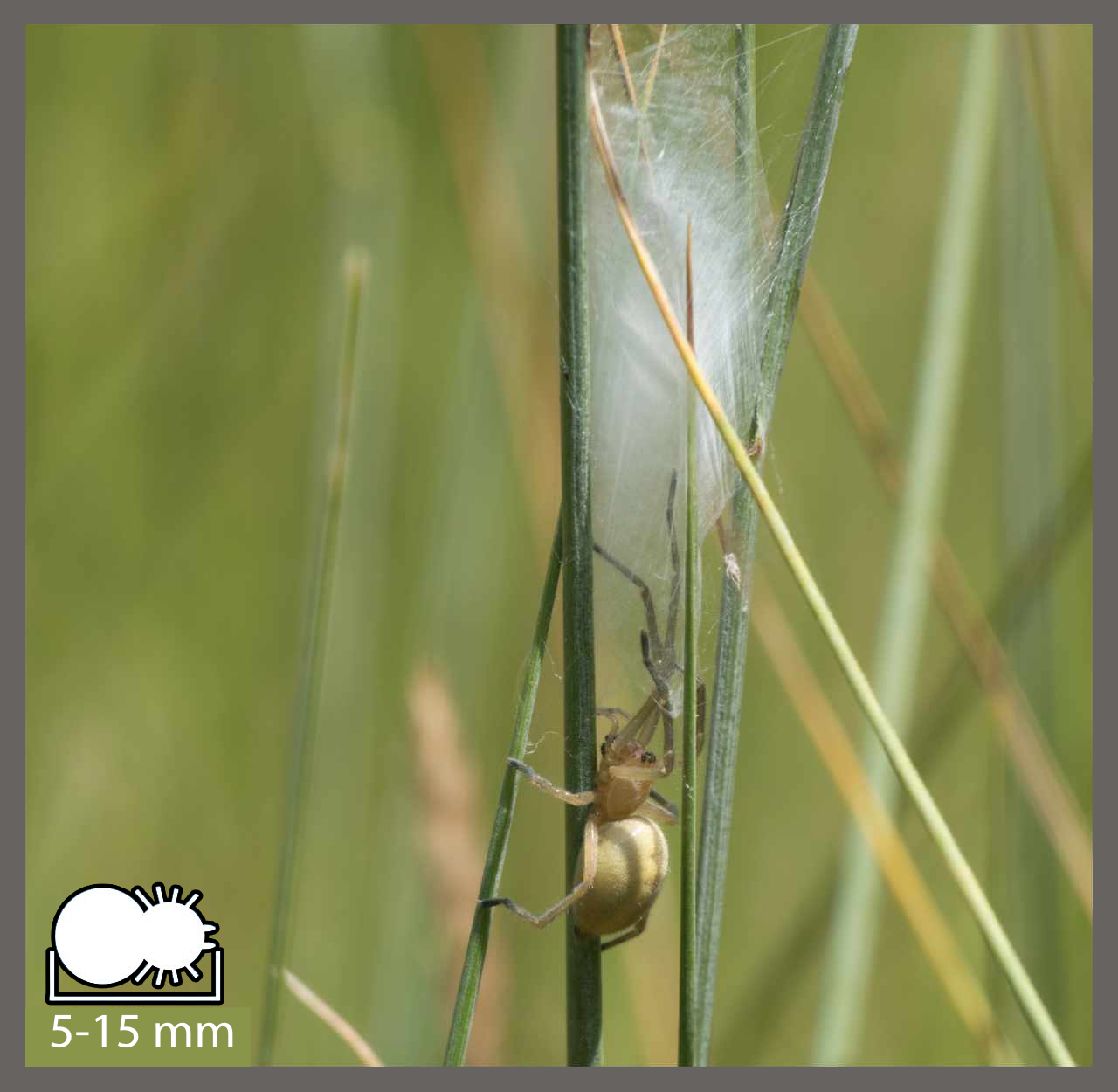 Charante Insect Chiracanthes - Cheiracanthium sp. | Identifier un arachnide
