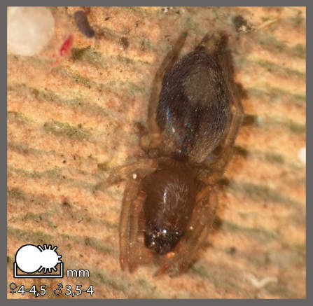 Clubione à bouclier blanc