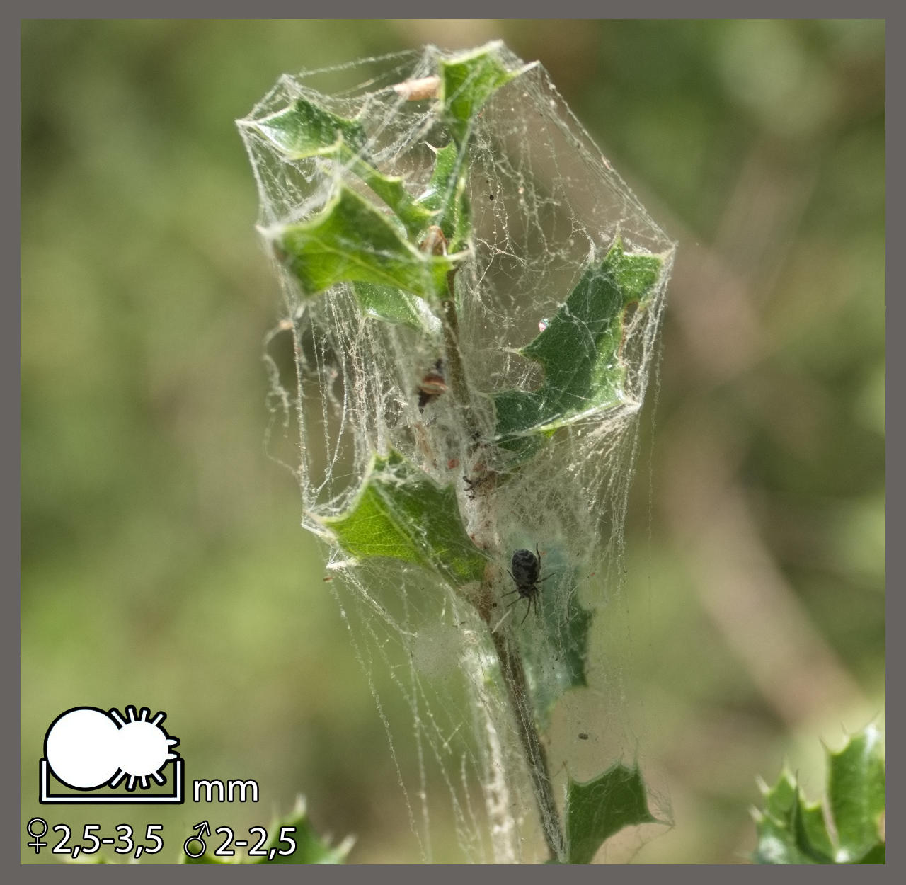 Dictyne cachée - Brigittea latens | Identifier un arachnide