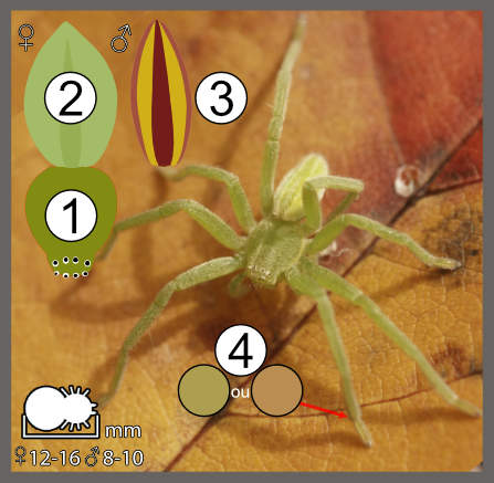 Micrommata virescens