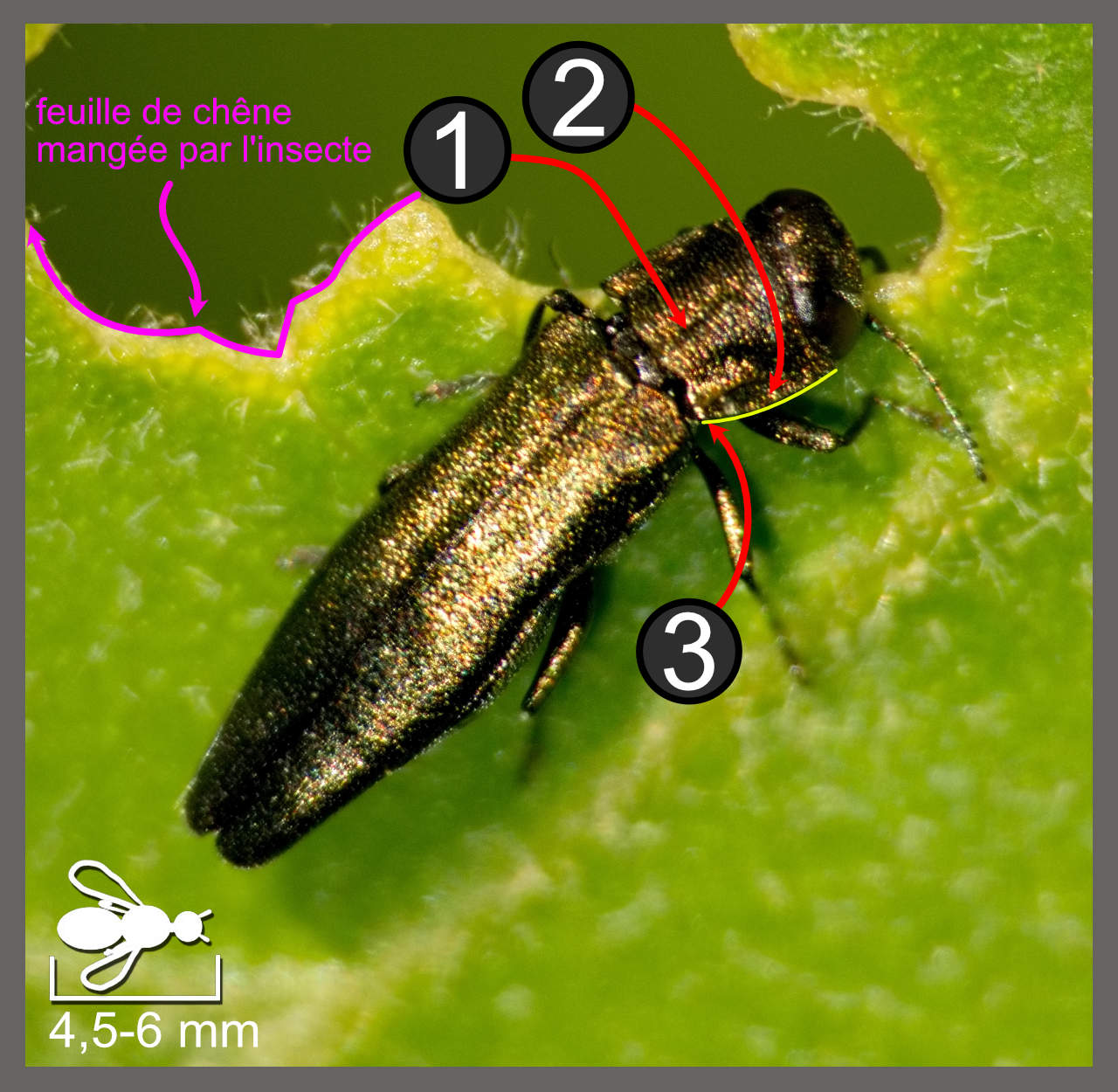 Agrile du chêne - Agrilus angustulus | Identifier un insecte