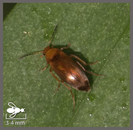 Anaspis flava - Anaspis flava