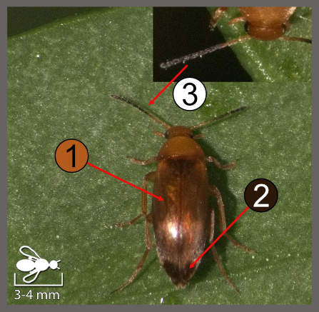 Anaspis flava