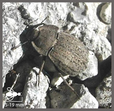 Asida et genres proches