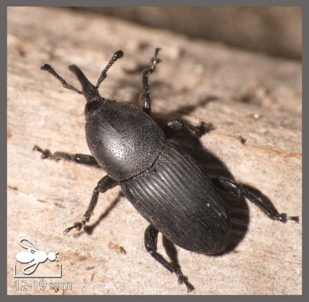 Charançon de l'Agave - Scyphophorus acupunctatus