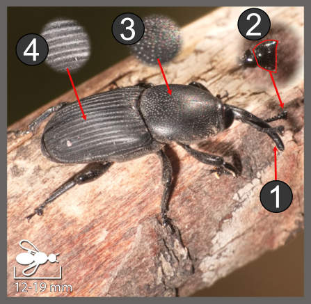Scyphophorus acupunctatus