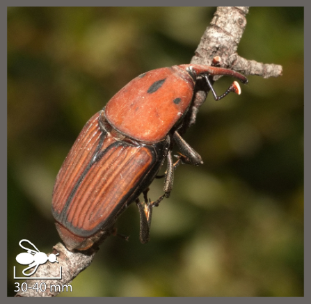 Charançon rouge des palmiers - Rhynchophorus ferrugineus
