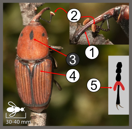 Rhynchophorus ferrugineus