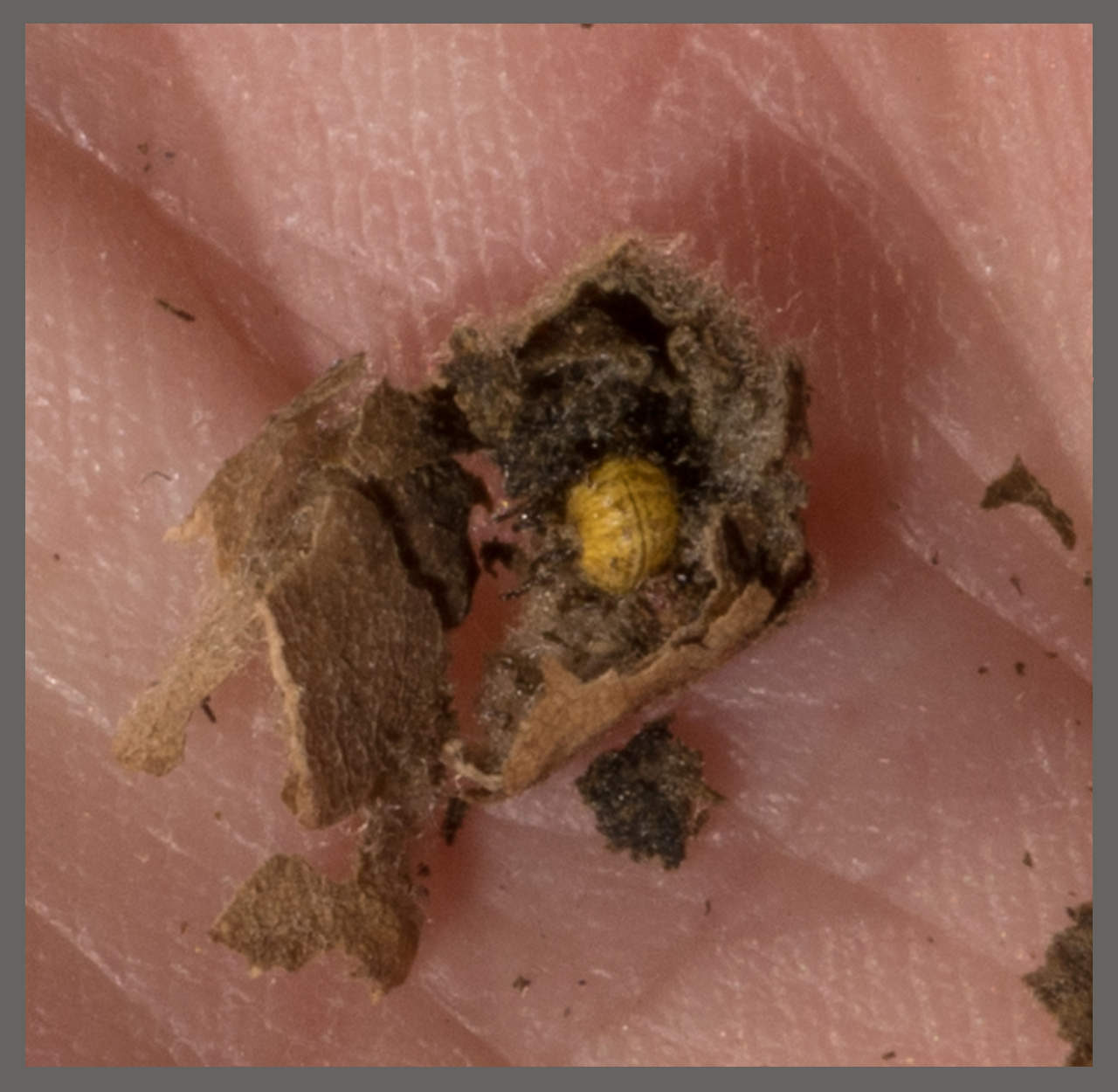 Cigarier du chêne - Attelabus nitens | Identifier un insecte