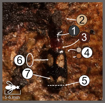 Dromius quadrimaculatus