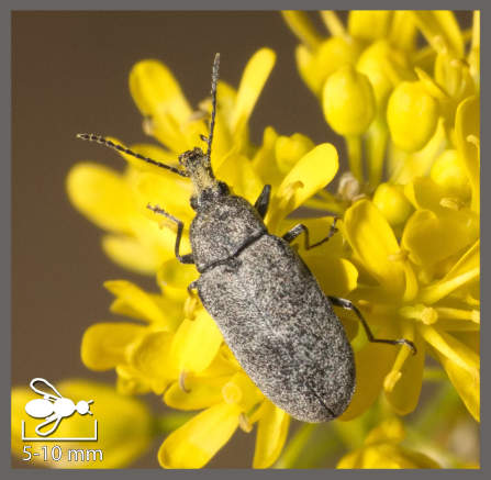 Myctère épaissi - Mycterus curculioides