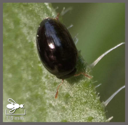 Olibrus - Olibrus sp.
